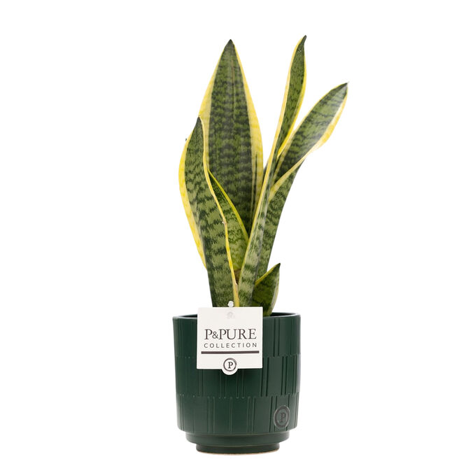 Sansevieria Plant With Ceramic Pot