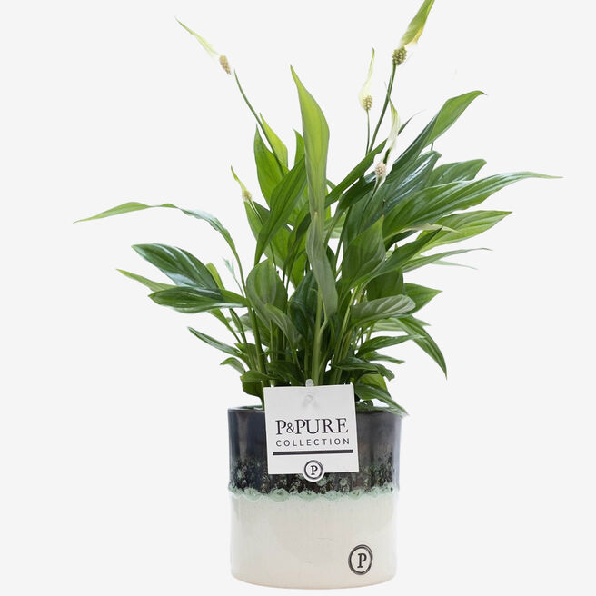 Peace Lily With Ceramic Pot