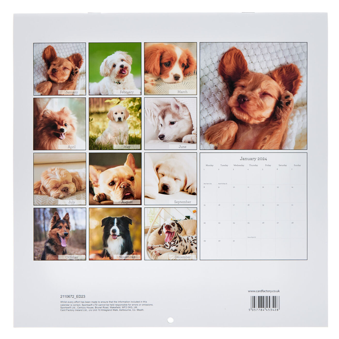 Buy Dogs 2024 Square Calendar for GBP 2.99 Card Factory UK