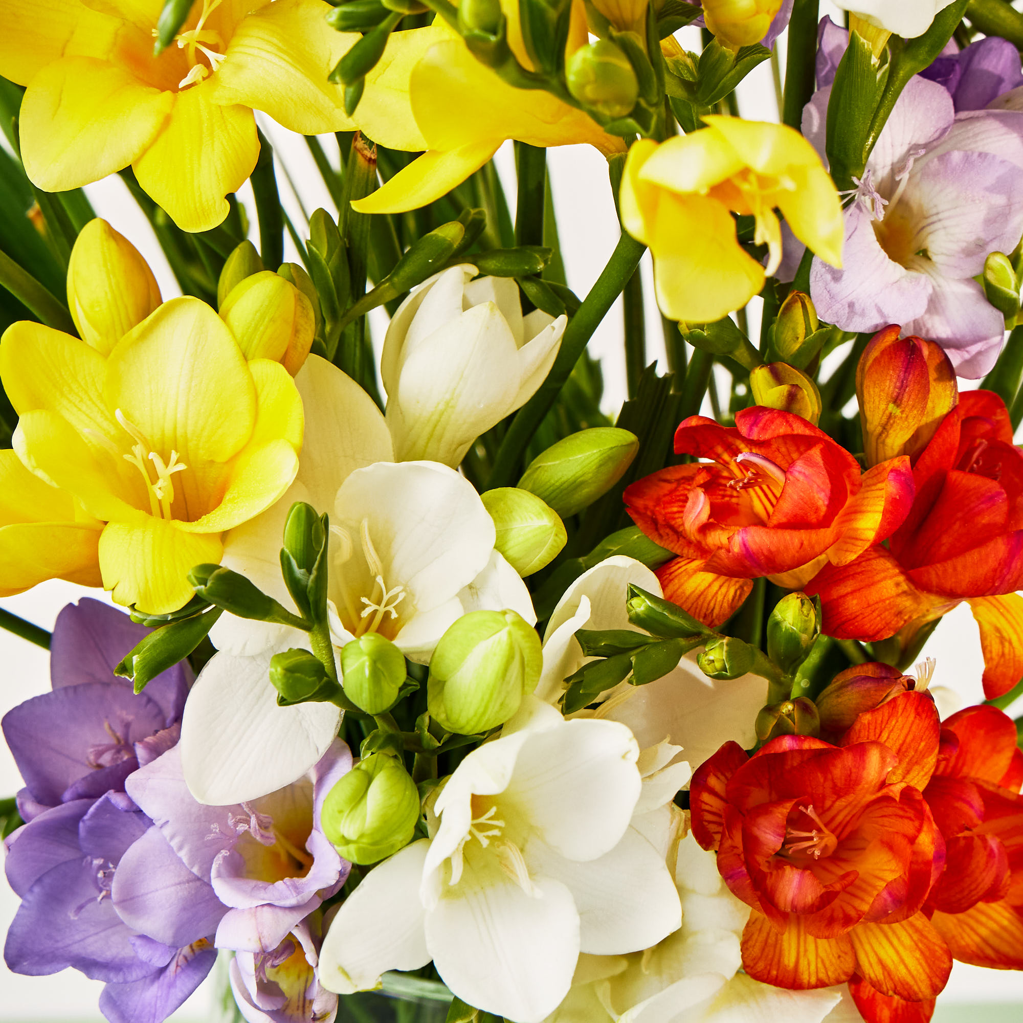 Just Freesias Flower Bouquet