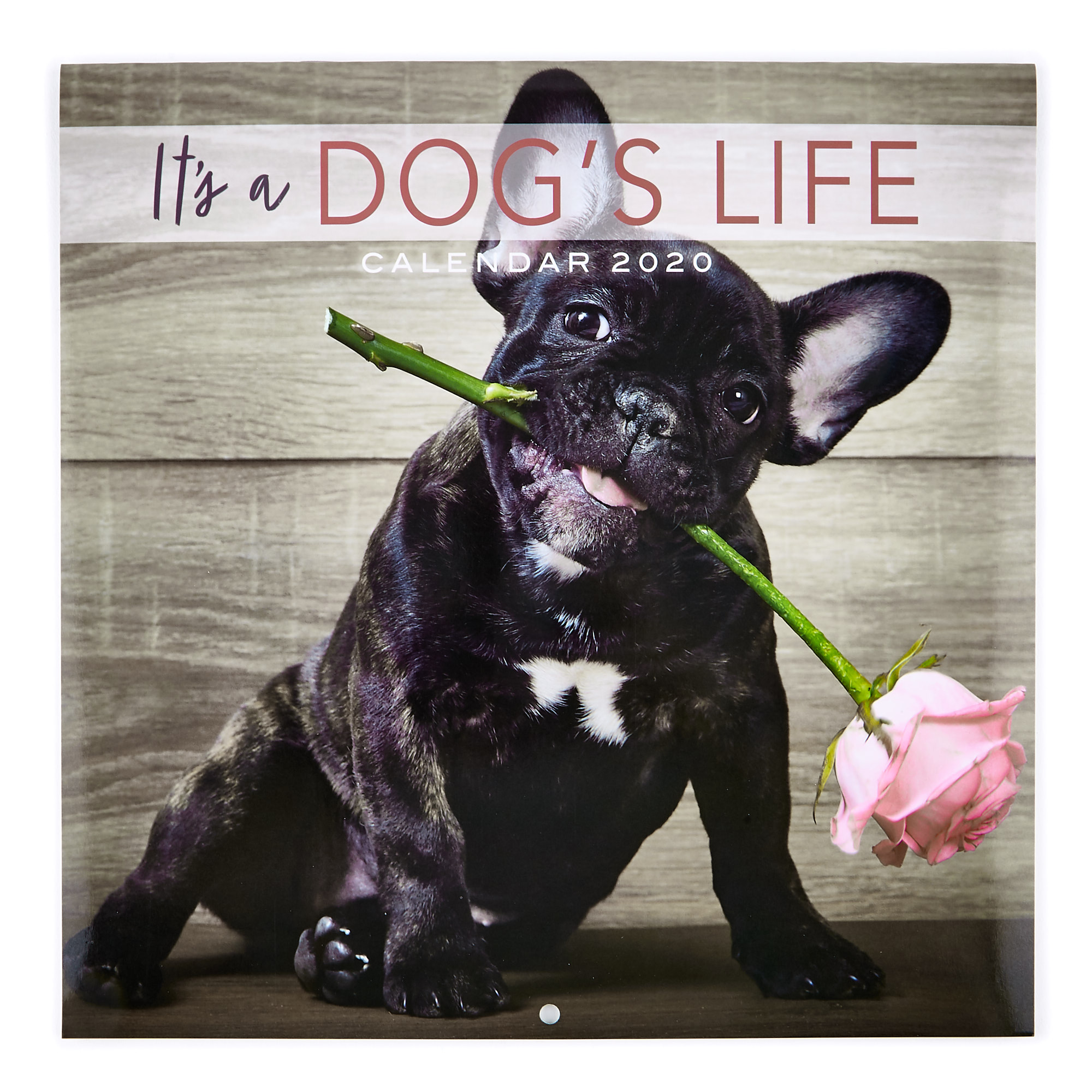 2020 Calendar - It's A Dog's Life