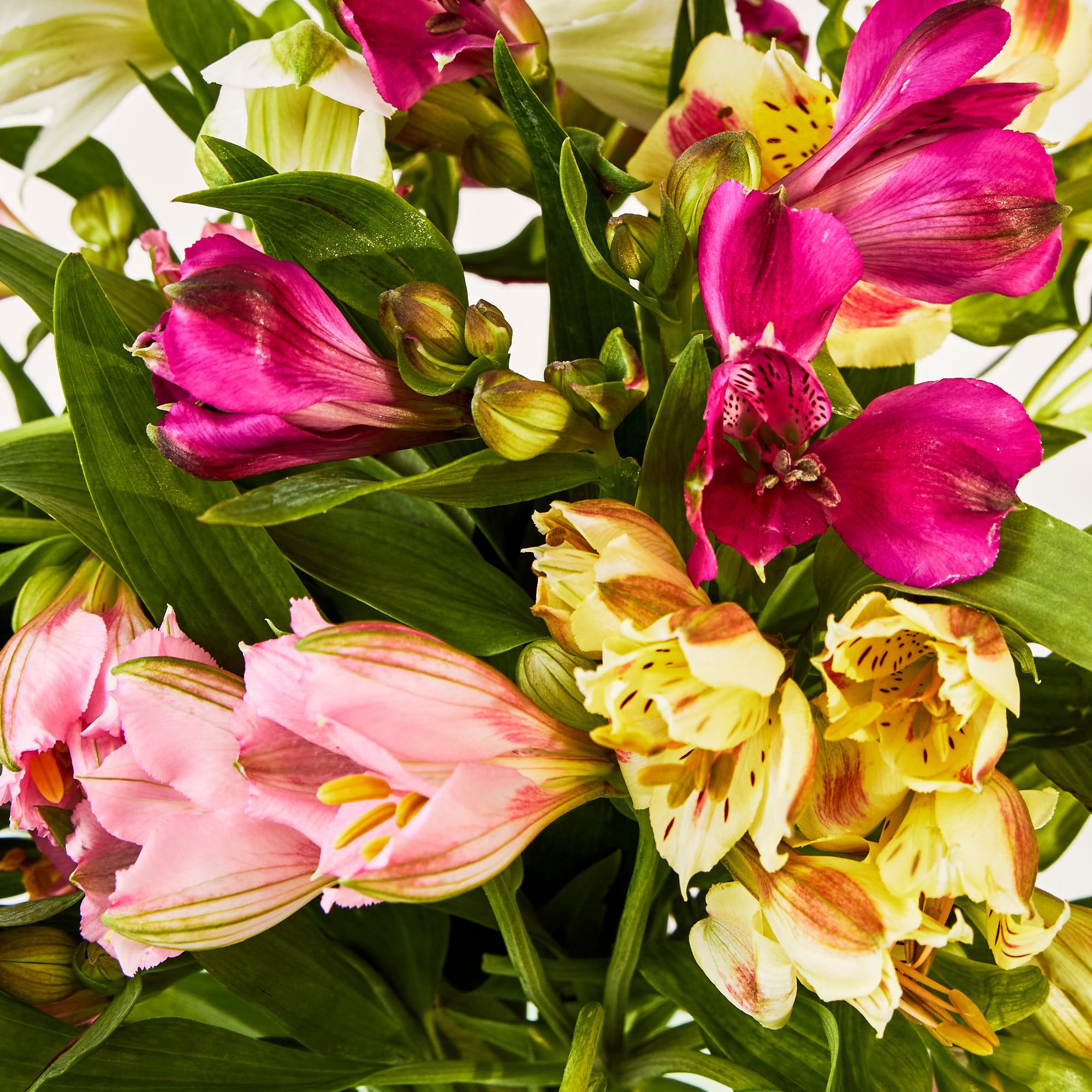 Letterbox Alstroemeria Flower Bouquet - Free Delivery!