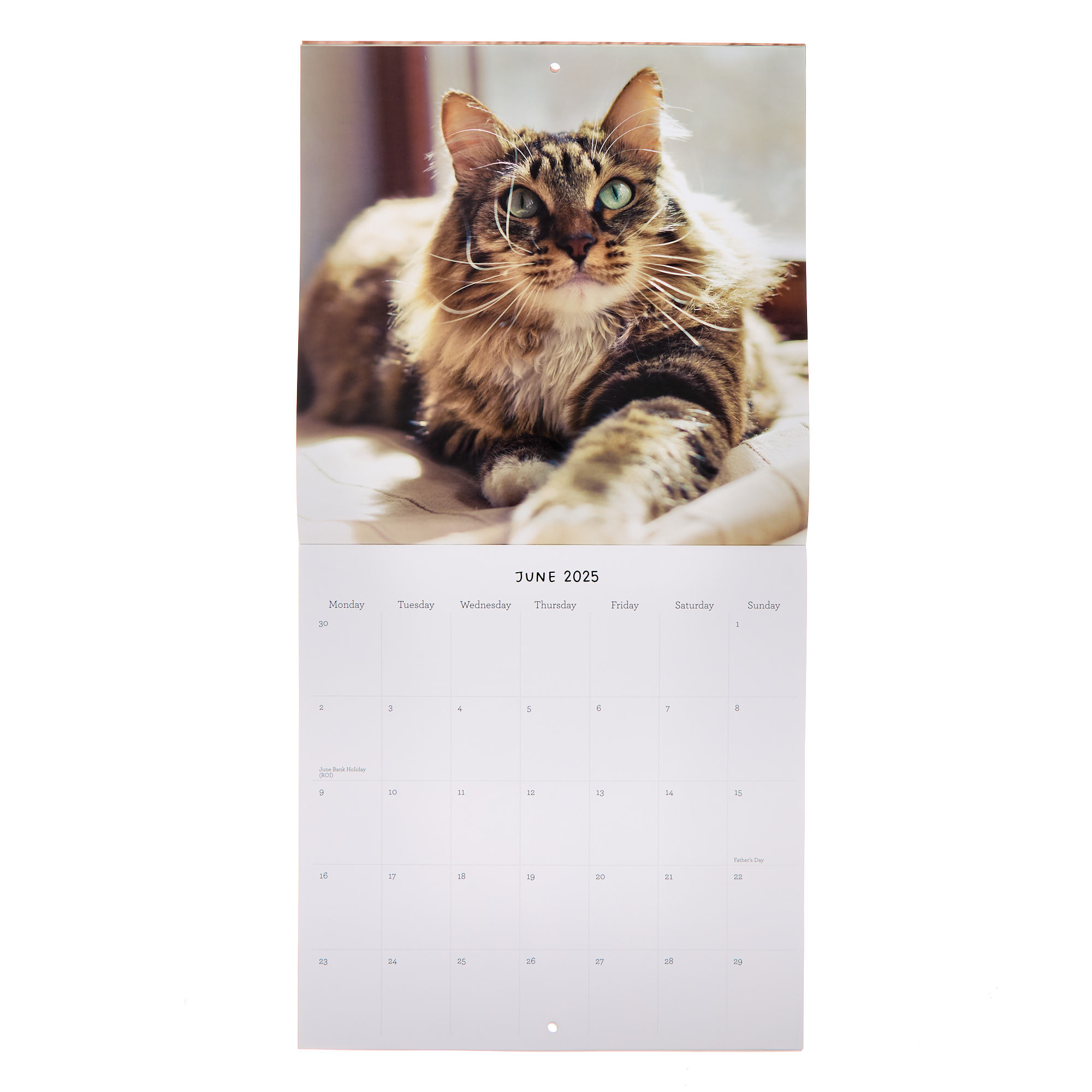 Cats 2025 Square Calendar