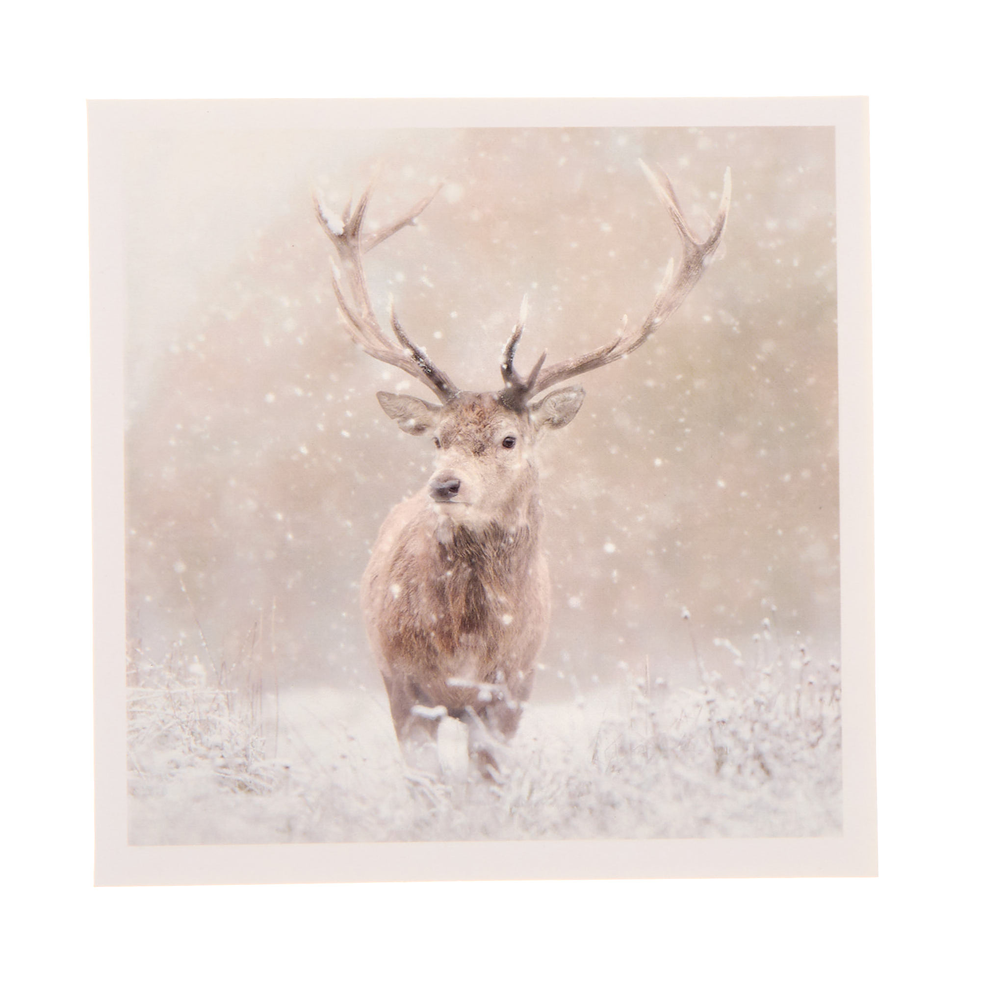 18 Charity Christmas Cards - Deer & Robin (2 Designs)