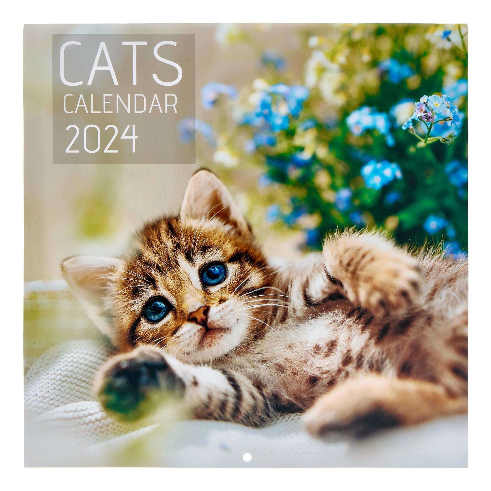 Buy Cats 2024 Square Calendar for GBP 2.99 Card Factory UK
