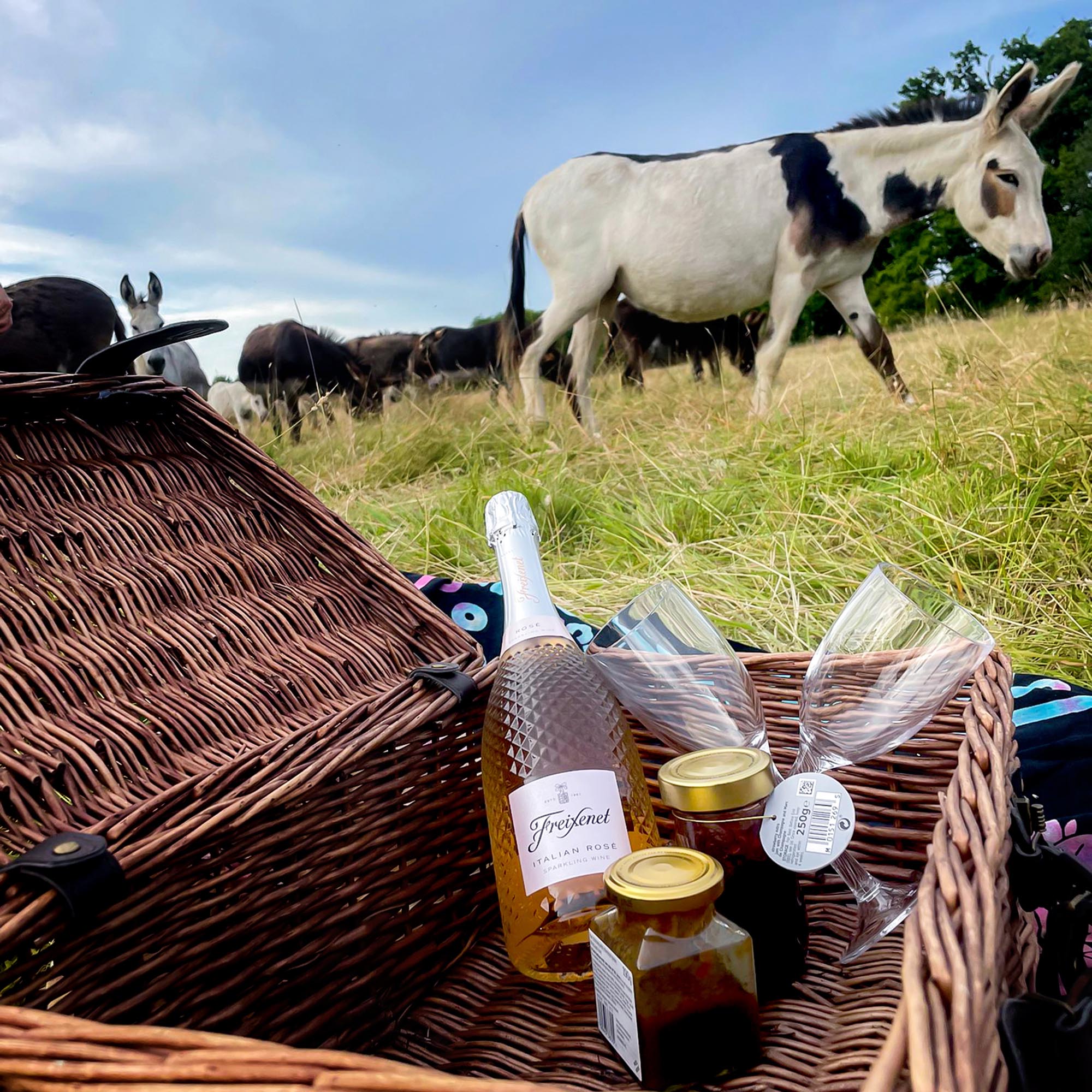 Donkey Picnic for Four at Dashing Donkeys Gift Experience Day