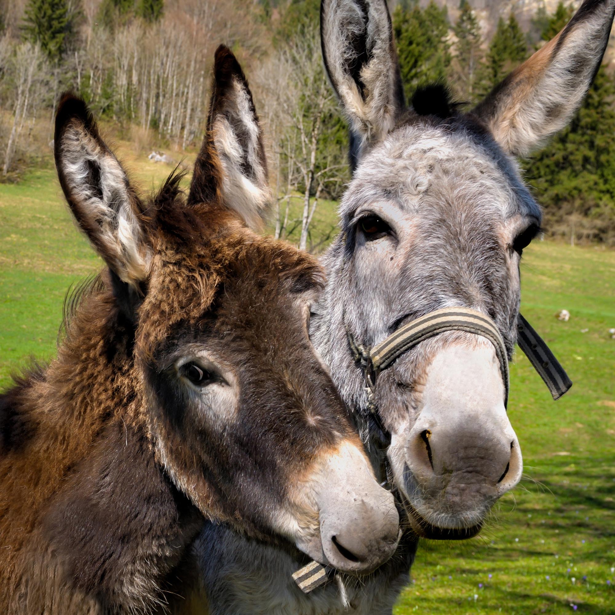 Donkey Picnic for Four at Dashing Donkeys Gift Experience Day