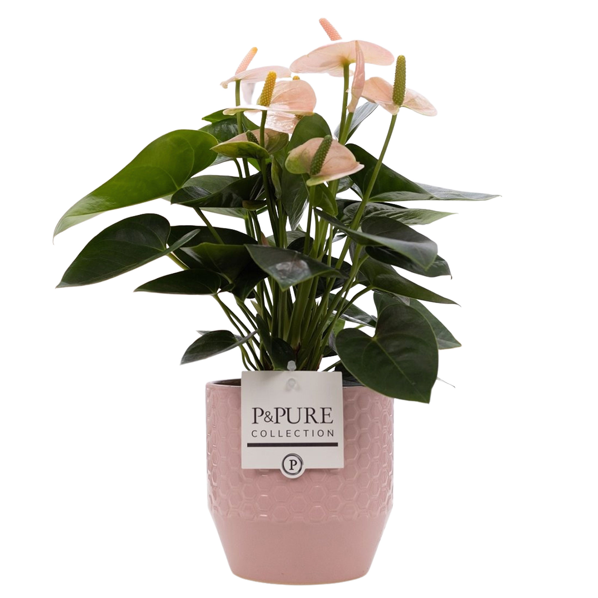 Pink Anthurium With Ceramic Pot